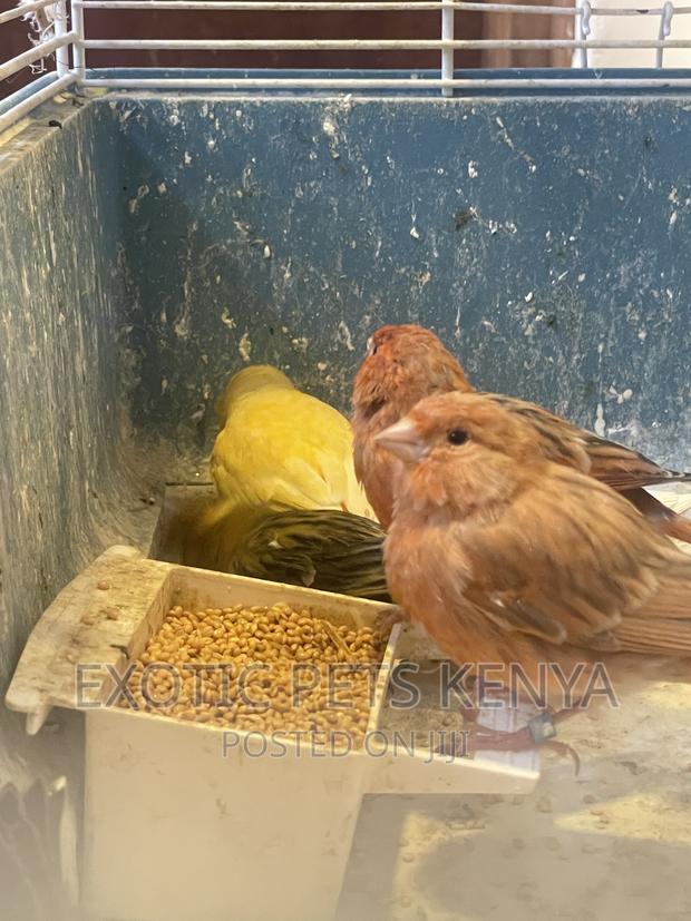 Canaries Mixed Colors - thumbnail 4