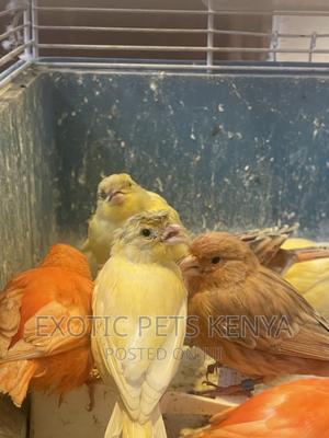 Canaries Mixed Colors - thumbnail 2