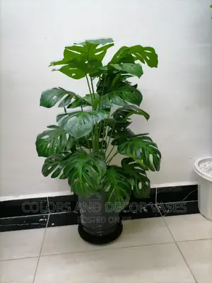 Monstera 24leaves and Plastic Vase With Underliner Offer