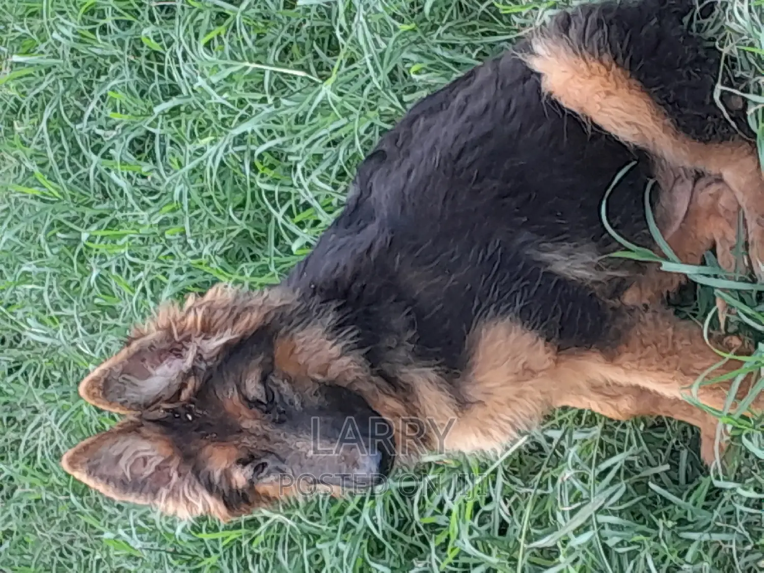 3-6 months Female Purebred German Shepherd