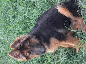 3-6 months Male Purebred German Shepherd