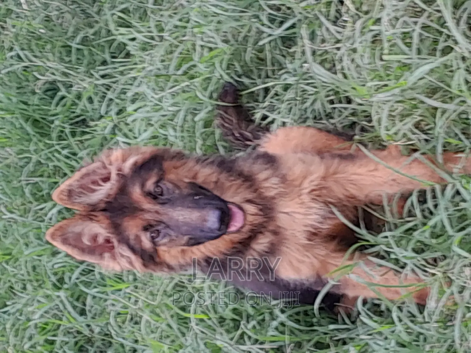 3-6 months Male Purebred German Shepherd
