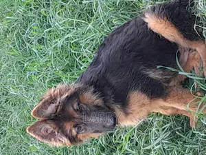 3-6 months Female Purebred German Shepherd