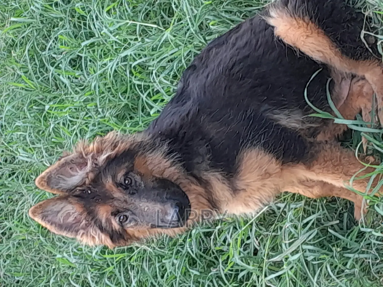 3-6 months Female Purebred German Shepherd