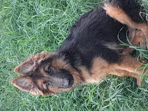 3-6 months Female Purebred German Shepherd
