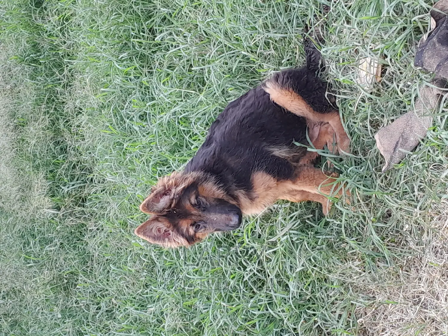 3-6 months Female Purebred German Shepherd