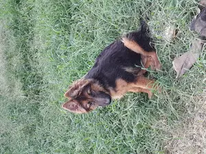 3-6 months Female Purebred German Shepherd