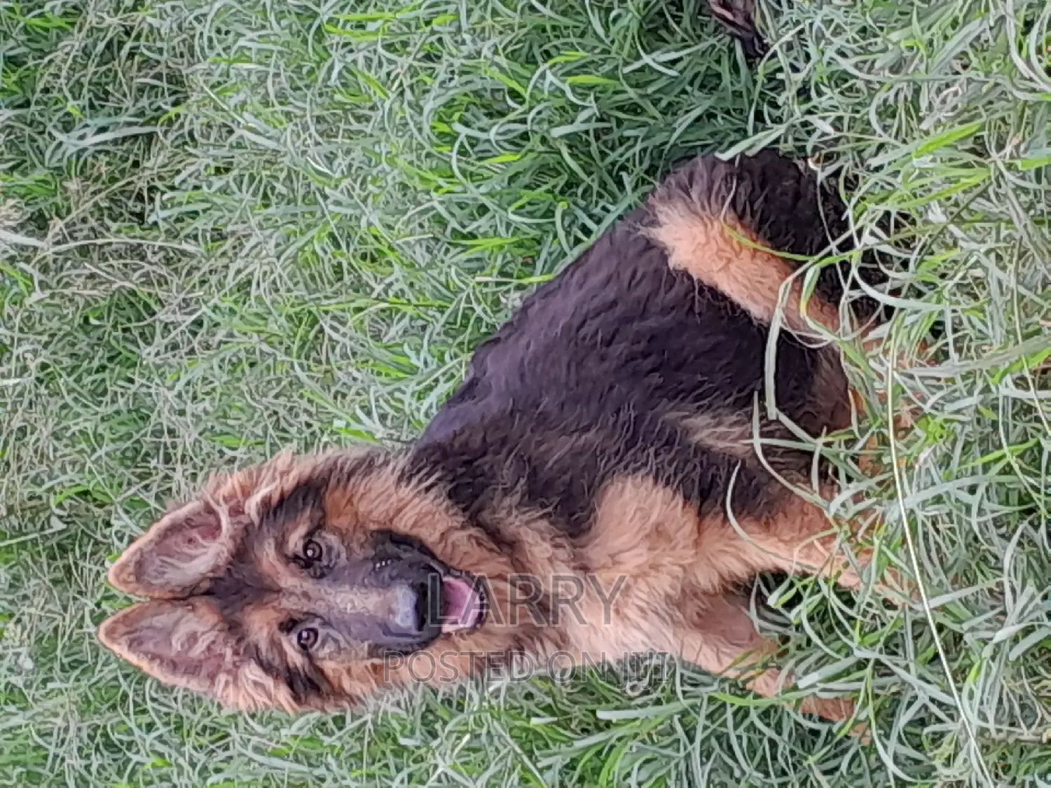 3-6 months Female Purebred German Shepherd