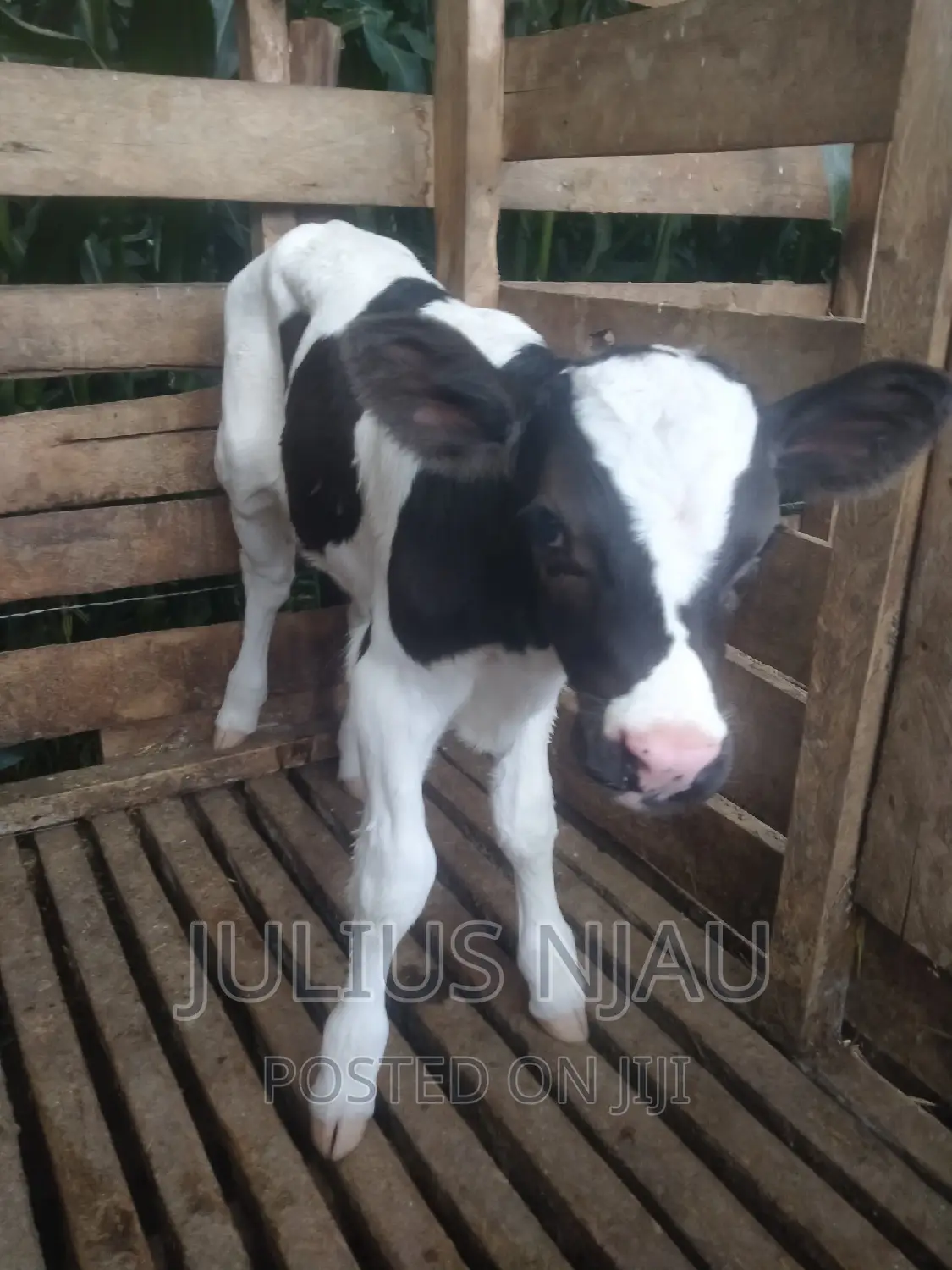 Pedigree Young Bull