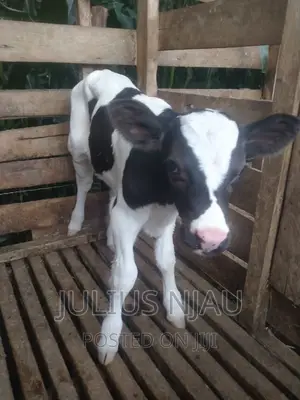 Pedigree Young Bull