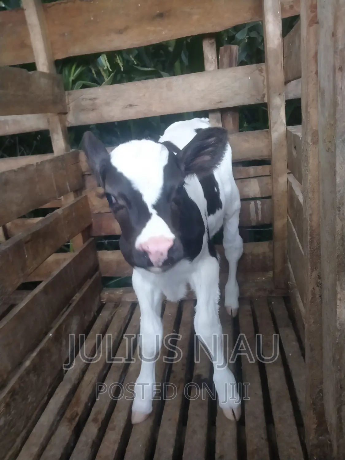 Pedigree Young Bull