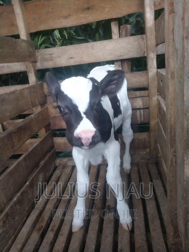 Pedigree Young Bull - thumbnail 4