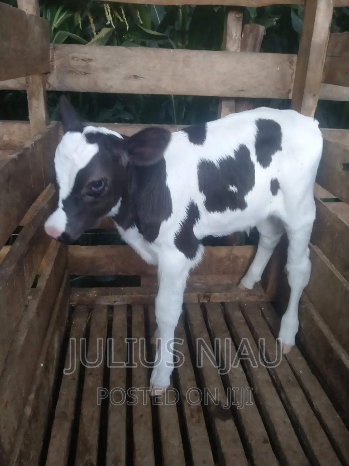 Pedigree Young Bull