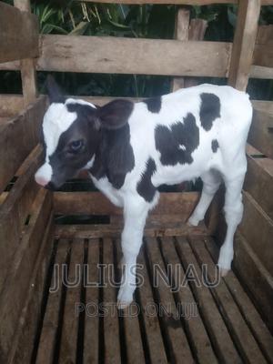 Pedigree Young Bull - thumbnail 2