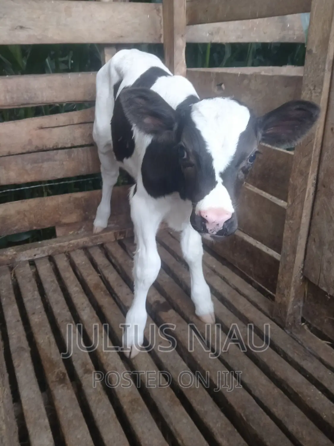 Pedigree Young Bull
