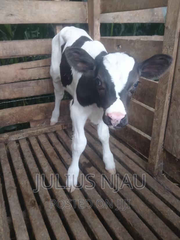 Pedigree Young Bull - thumbnail 5