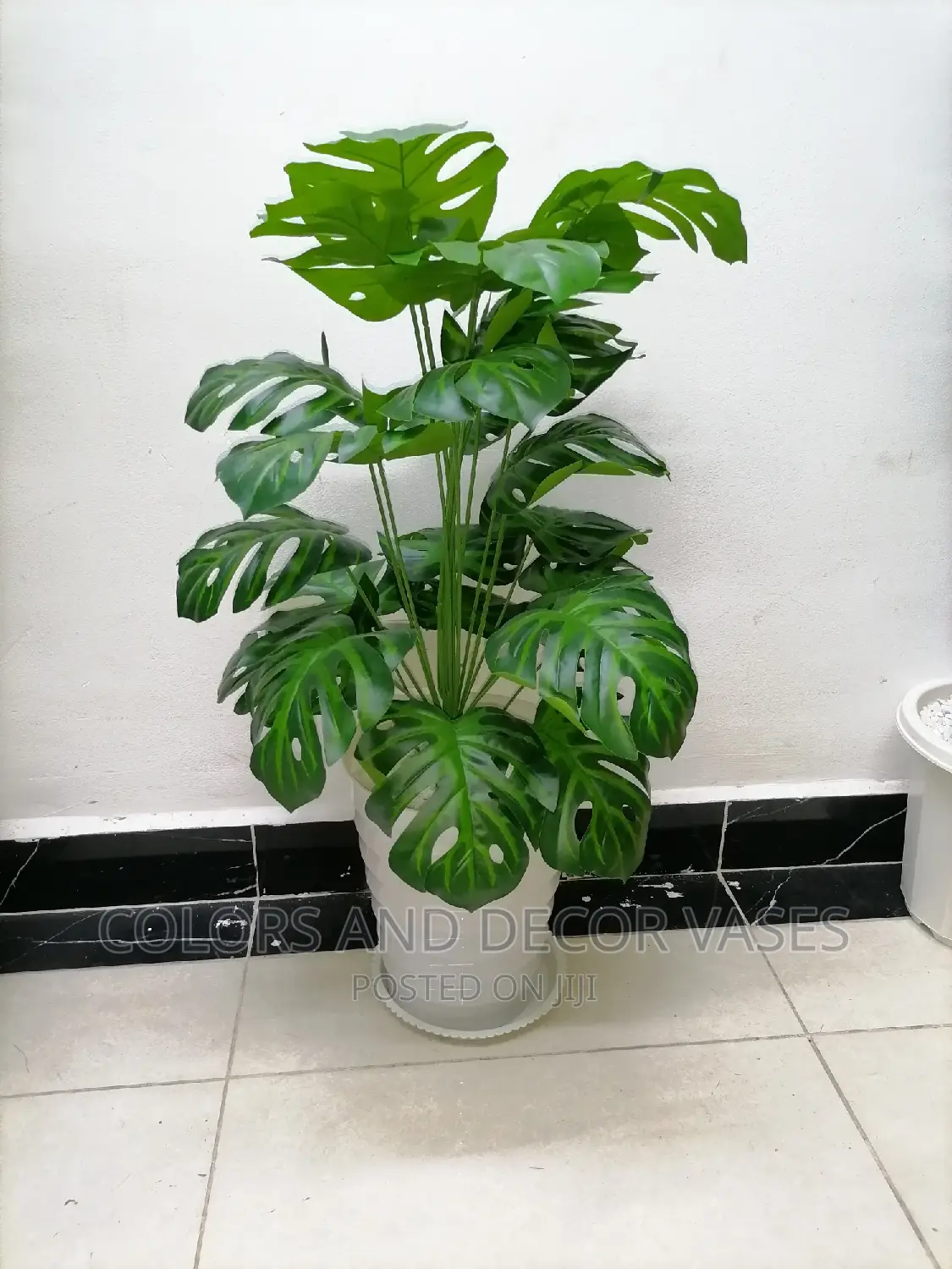 Monstera Plant and Plastic Vase With Underliner on Offer