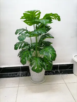 Monstera Plant and Plastic Vase With Underliner on Offer