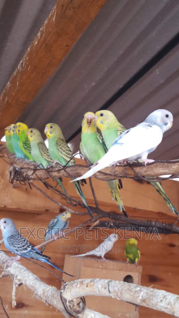 Budgies Mixed Colors - main view