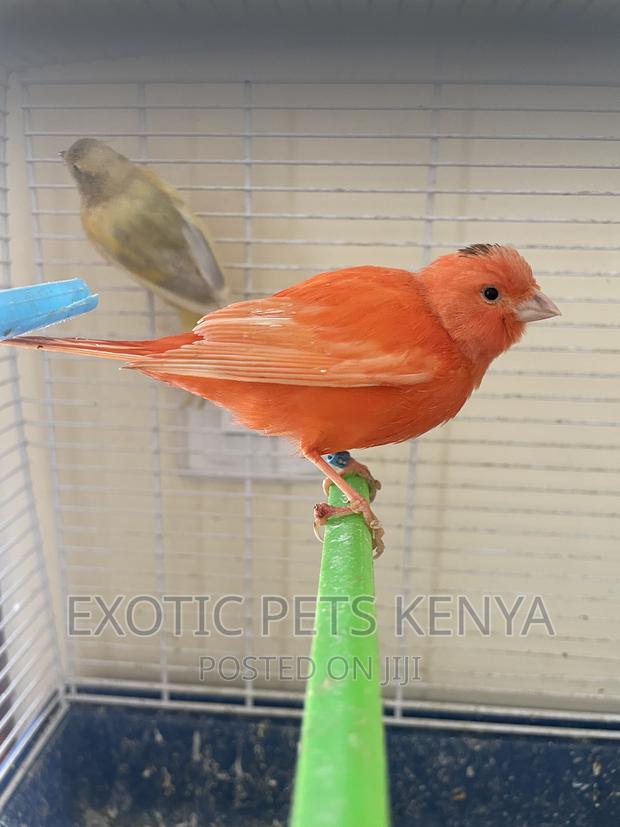 Red Factor Canary - thumbnail 3