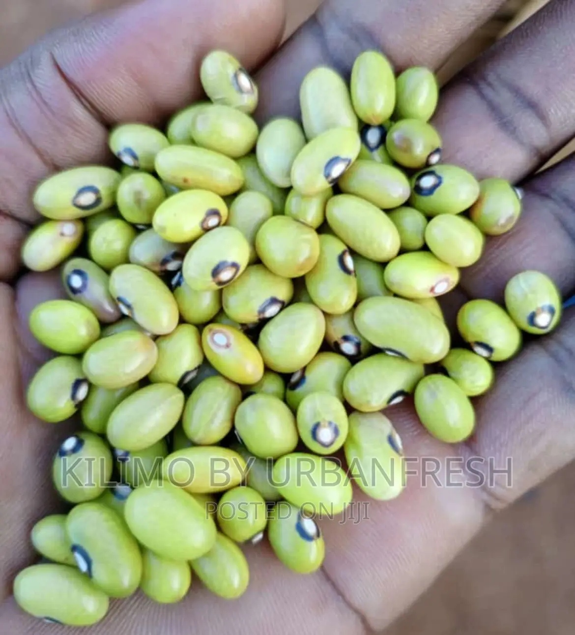 Yellow Beans Moq 20 KGS