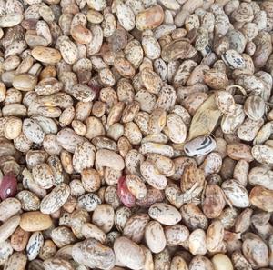 Rose Coco Beans Seeds. Moq 20kgs - thumbnail 2