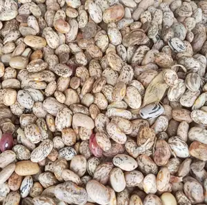 Rose Coco Beans Seeds. Moq 20kgs