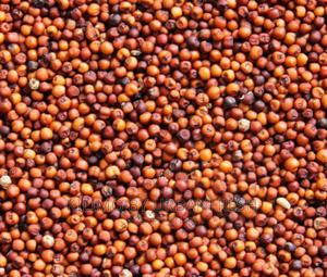 Finger Millet (Wimbi) Seeds Moq 20. - thumbnail 2