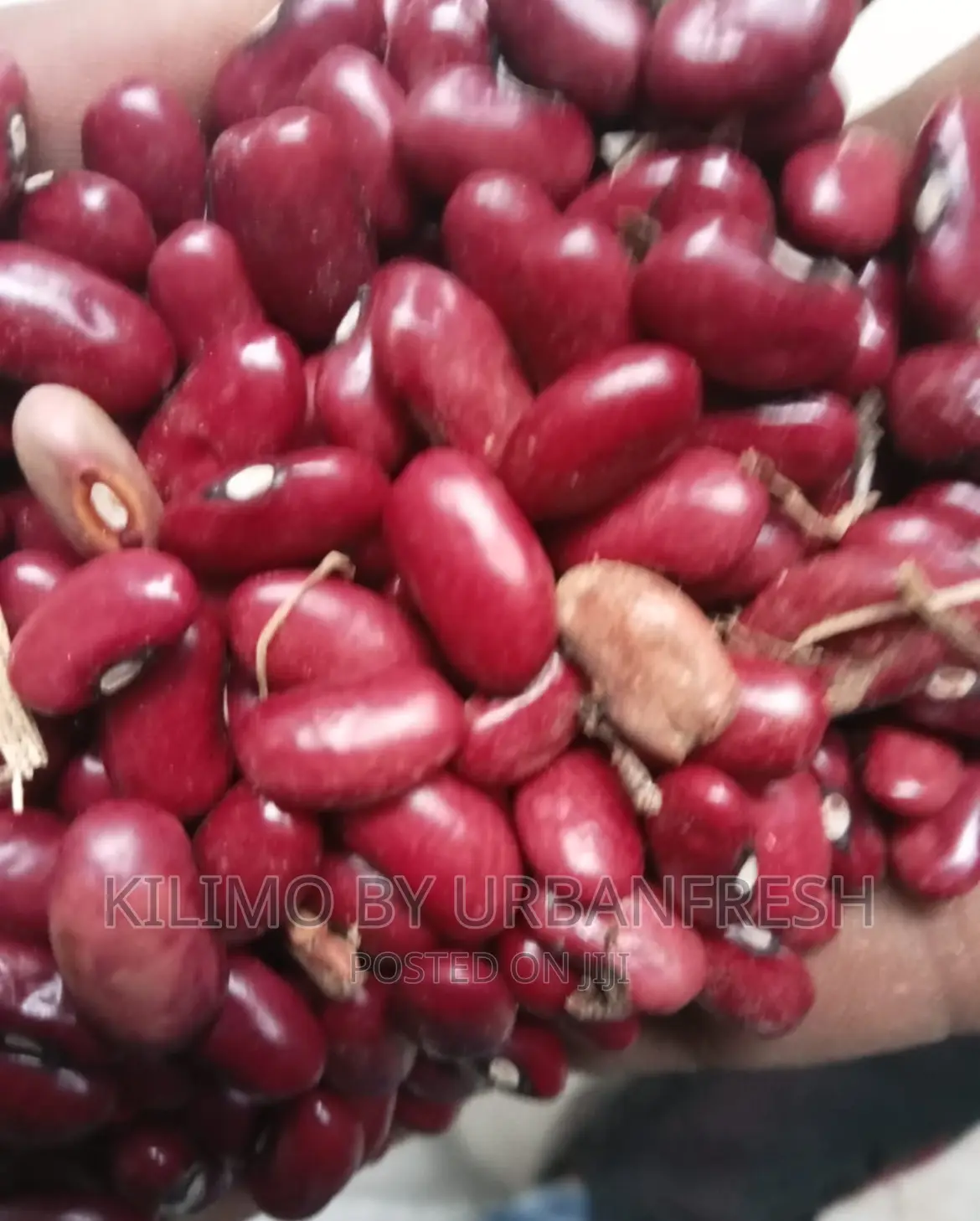 Wairimu Bean Seeds Moq 20 Kgs.