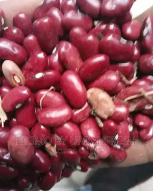 Wairimu Bean Seeds Moq 20 Kgs.