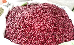 Wairimu Bean Seeds Moq 20 Kgs.