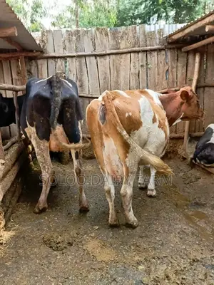 Quality Incalf Daily Cows Interested