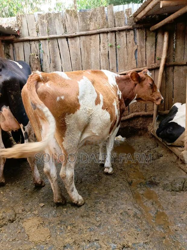 Quality Incalf Daily Cows Interested - thumbnail 3