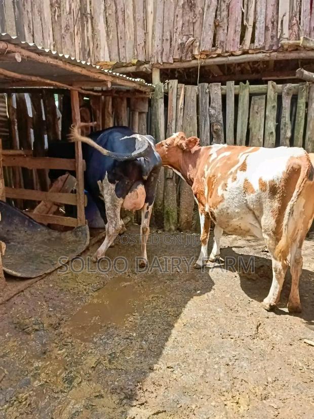 Quality Incalf Daily Cows Interested - thumbnail 4