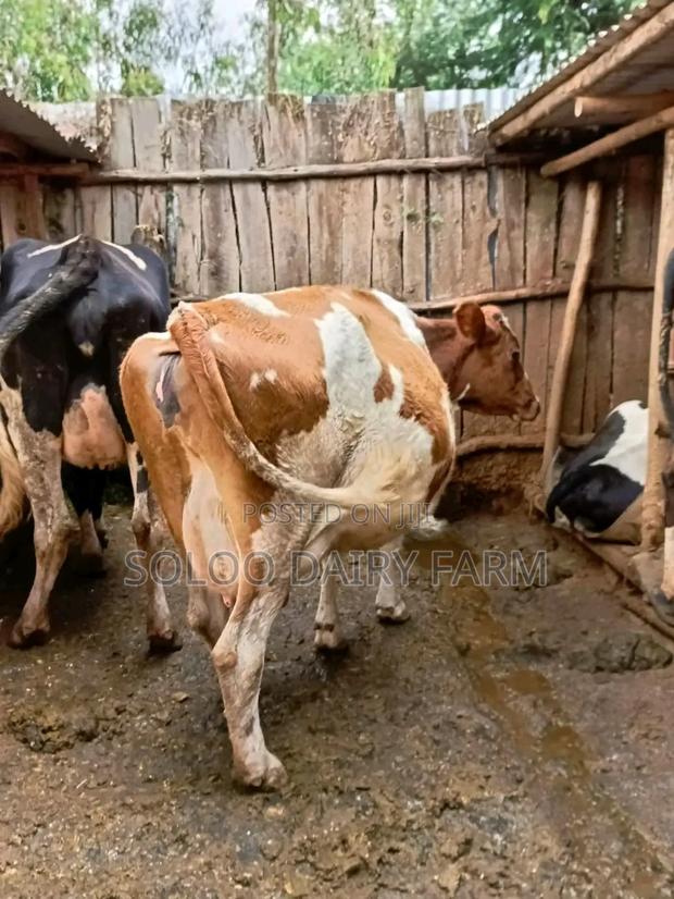 Quality Incalf Daily Cows Interested - thumbnail 5