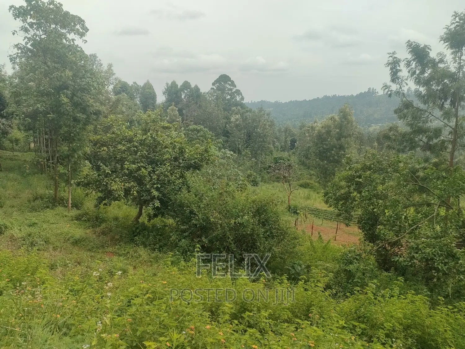 Nyeri/ Mukurweini Maganjo Main Tarmac