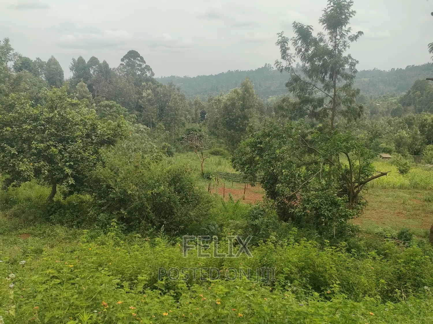 Nyeri/ Mukurweini Maganjo Main Tarmac
