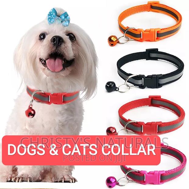 Pet Collars