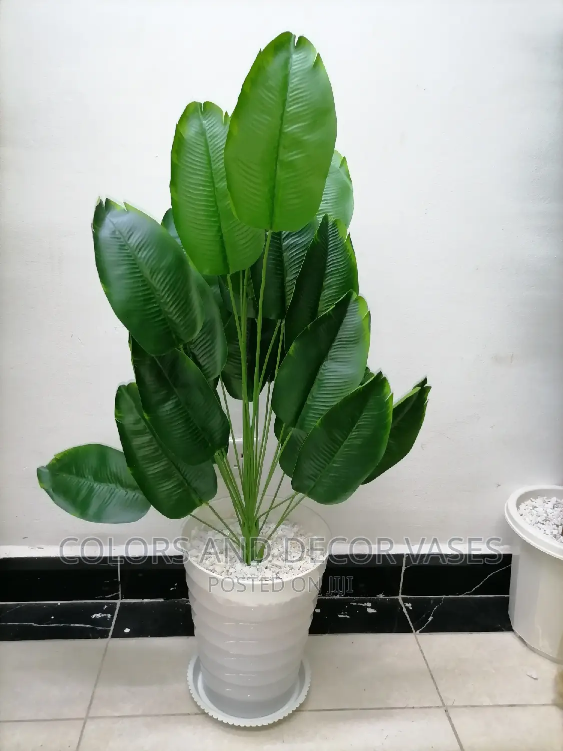 Banana Plant Plastic Vase With Tray Plus White Pebbles