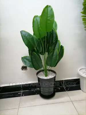 Banana Plant 24leaves 1m With a Plastic Vase Bottom Tray