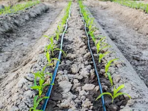 Drip Irrigation Services