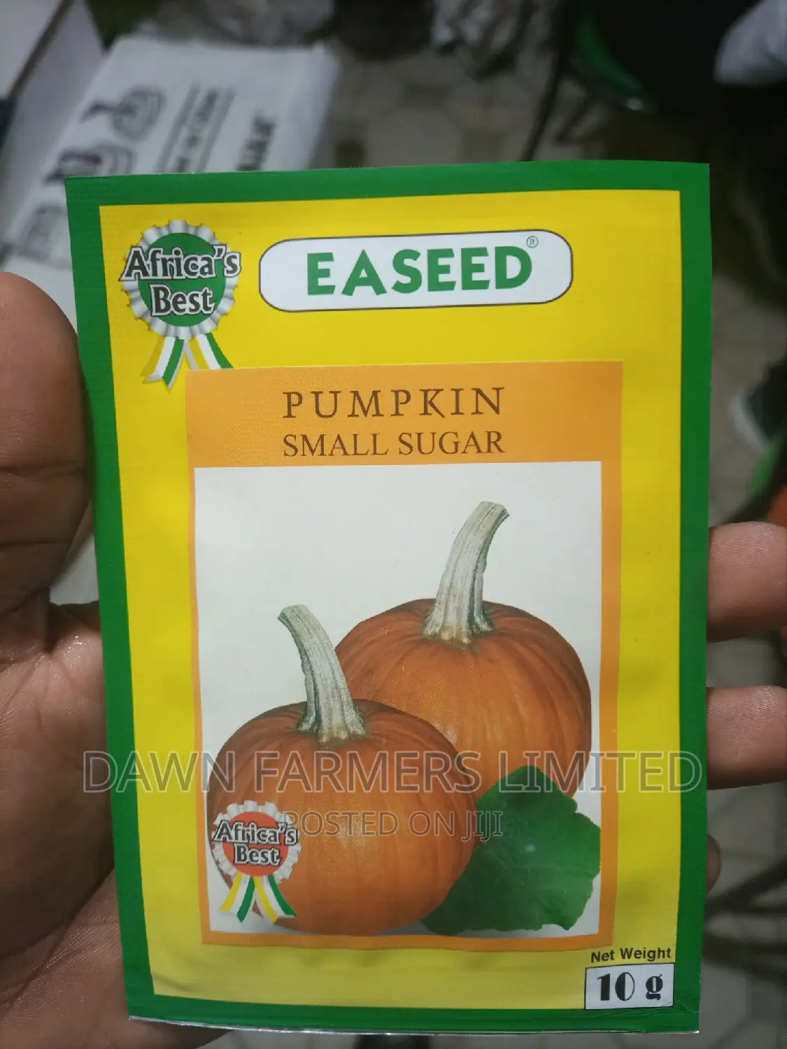 Pumpkin Small Sugar10gms
