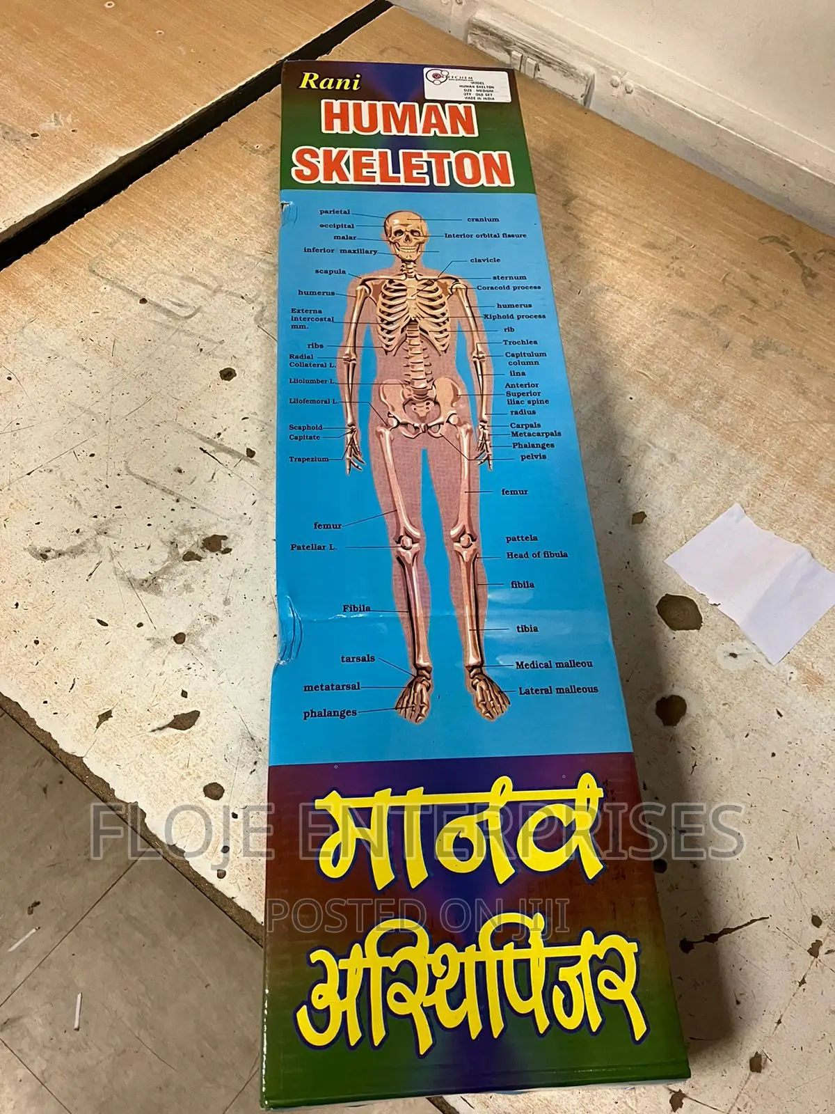 Human Skeleton 85cm