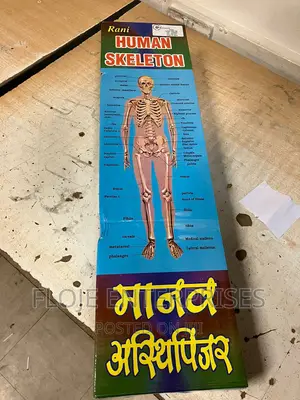Human Skeleton 85cm