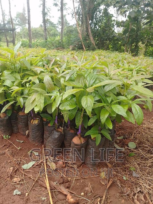 Latest Hass Seedlings Variety