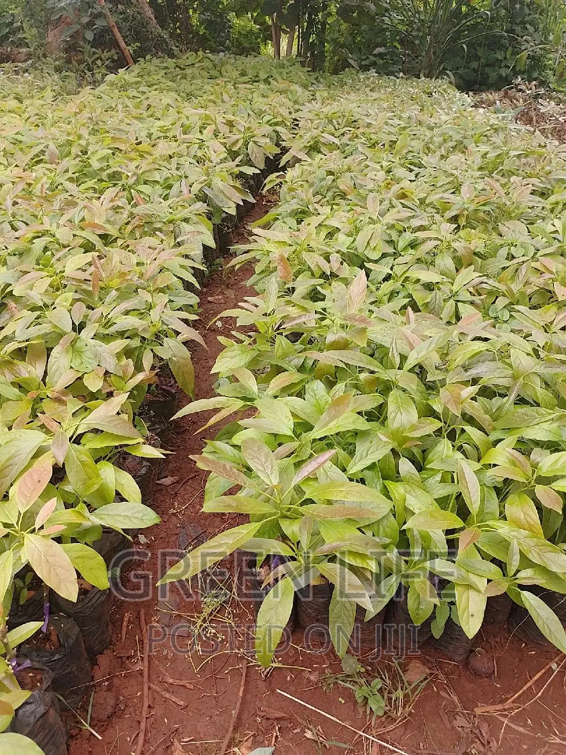 Latest Hass Seedlings Variety