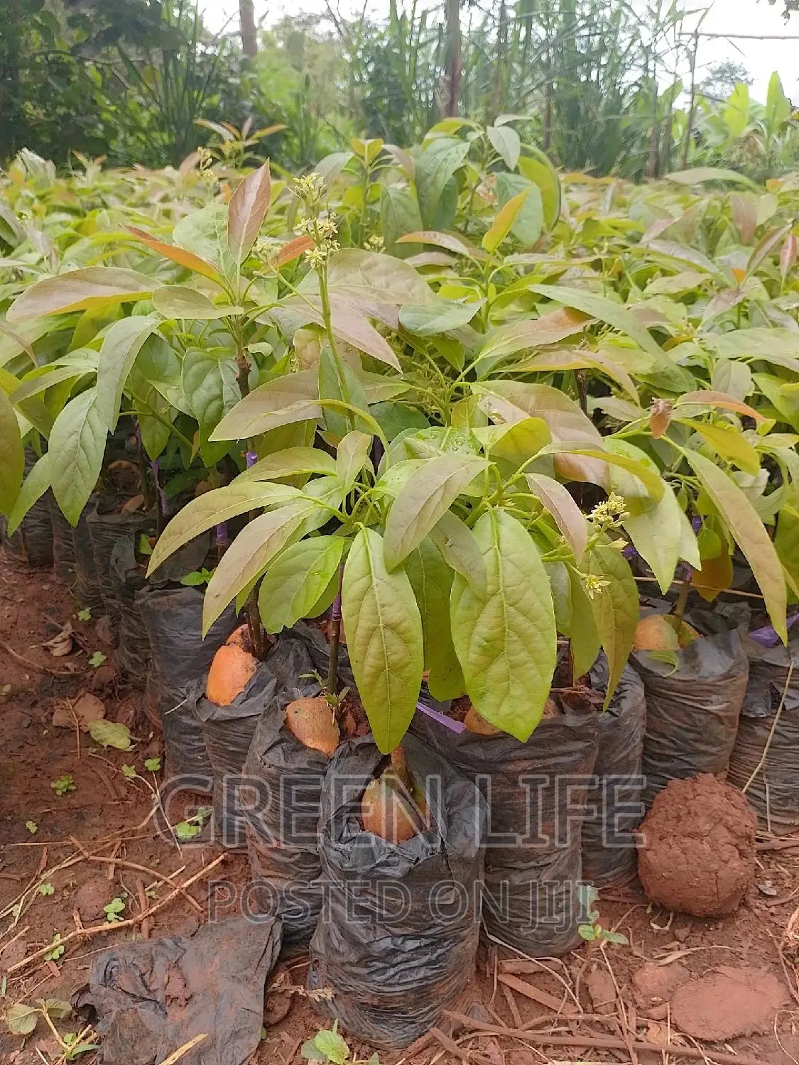 Latest Hass Seedlings Variety
