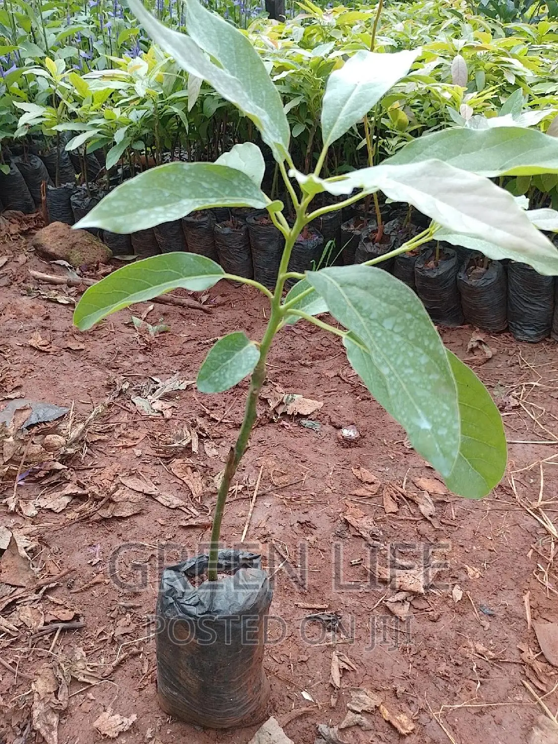 Hass Avocado Seedlings