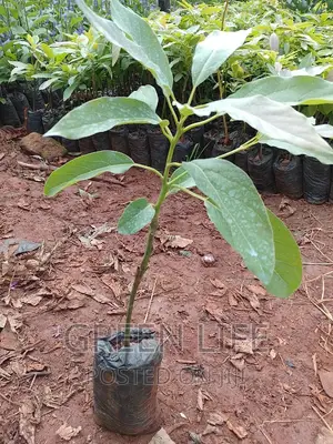 Hass Avocado Seedlings