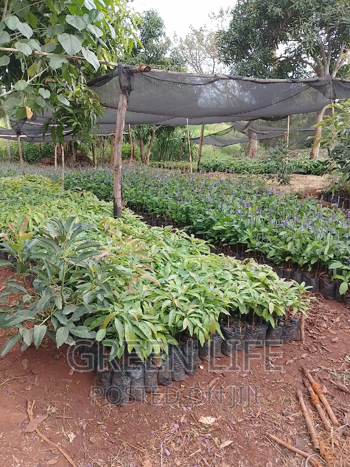 Hass Avocado Seedlings